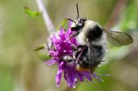 Bombus sylvarum