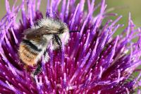 Bombus sylvarum
