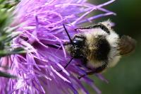Bombus sylvarum