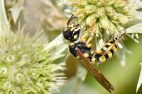 Cerceris flavicornis