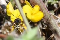 Anthidium oblongatum