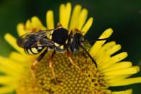 Nomada flavopicta