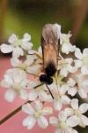 Arge ochropus