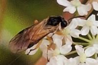 Arge ochropus