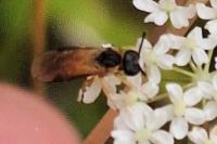 Arge ochropus