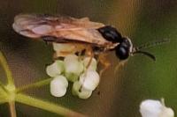 Arge ochropus