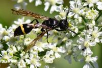 Discoelius zonalis