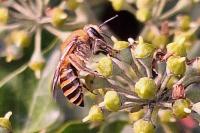 Colletes hederae