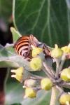 Colletes hederae