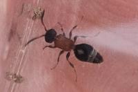 Smicromyrme rufipes