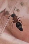 Smicromyrme rufipes