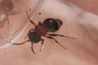 Smicromyrme rufipes