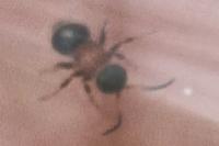 Smicromyrme rufipes