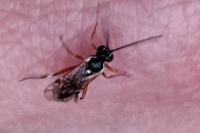 Diplazon laetatorius