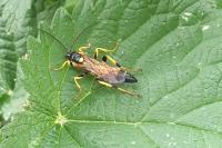 Ichneumon xanthorius