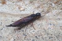 Xiphydria camelus
