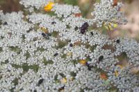 Chrysura cuprea