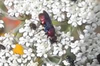 Chrysura cuprea