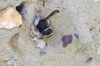 Odynerus spinipes