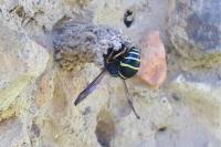 Odynerus spinipes