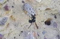 Odynerus spinipes
