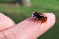 Osmia cornuta