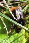 Bombus pratorum