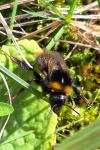 Bombus pratorum
