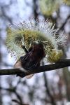 Bombus hypnorum