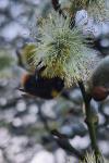 Bombus pratorum
