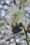 Bombus pratorum