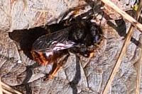 Osmia bicolor