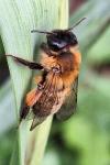 Andrena nigroaenea
