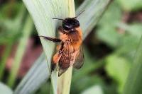 Andrena nigroaenea