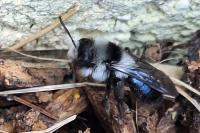 Andrena cineraria