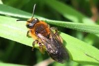 Andrena lagopus
