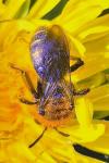 Andrena lagopus