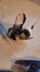 Bombus hortorum