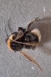 Bombus sylvestris