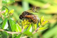 Abia lonicerae/aenea