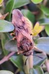 Abia lonicerae/aenea