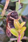 Abia lonicerae/aenea