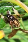 Abia lonicerae/aenea