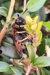 Abia lonicerae/aenea