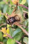 Abia lonicerae/aenea