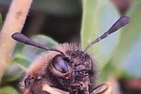 Abia lonicerae/aenea