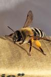 Andrena gravida