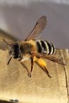 Andrena gravida