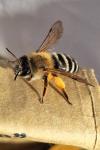 Andrena gravida
