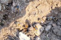 Osmia bicornis
